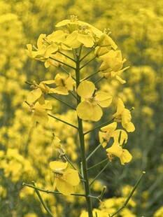 油菜花