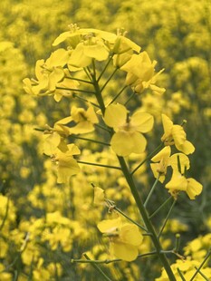 油菜花朵