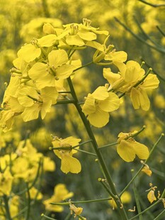 油菜花