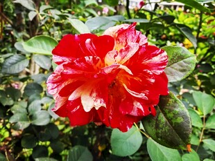 娇艳双色山茶花绽放