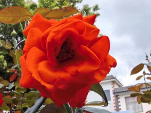 艳丽橙玫瑰绽放