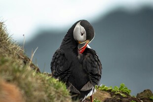 海鹦
