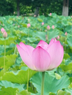 荷花绽放于绿叶间