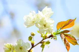 春日绽放的洁白花枝