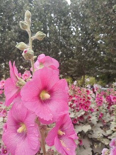 粉色蜀葵绽放于花丛中