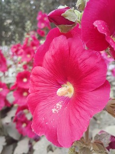 娇艳绽放的粉红色花朵
