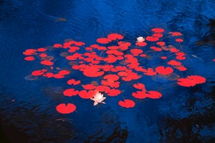 水面漂浮的红色花瓣