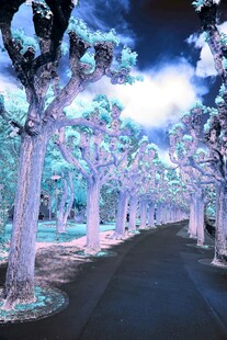 梦幻灯光树道景观