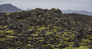 火山岩上的翠绿苔藓