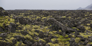 火山岩上的翠绿苔藓