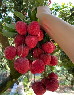 手摘新鲜饱满的荔枝