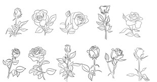 玫瑰花线条
