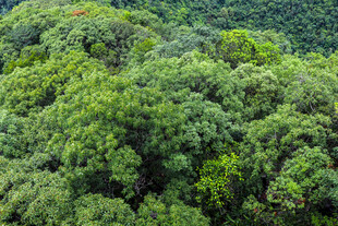俯瞰茂密翠绿森林景观