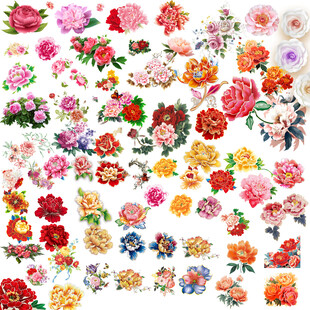 牡丹花
