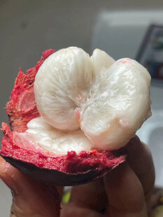山竹