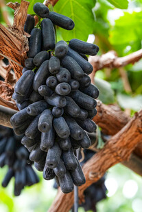 葡萄