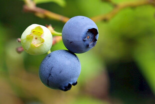 新鲜饱满的蓝莓果实