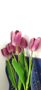 紫色郁金香花瓶插花