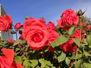 娇艳月季花绽放于蓝天