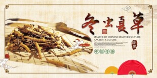 冬虫夏草推广展板