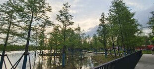 湖畔栈道边的葱郁树木