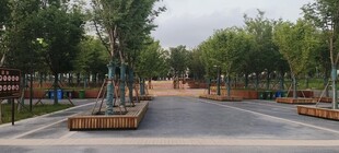城市林荫街道景观