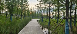 林间漫步道自然清新景致