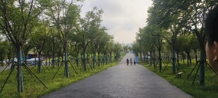 林荫小道谧的自然之路