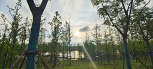 林间开阔景致