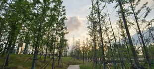林间晨光美景