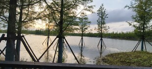 湖畔木栈桥静谧自然景