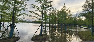 水上栈道旁的葱郁树林