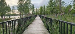 林间漫步道自然好风光