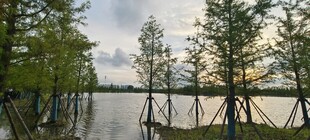 湖畔树木景观