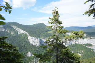 山林间挺拔松树与远山景色