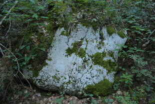 长满青苔的林间石块