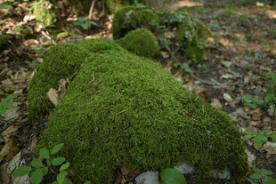 森林中翠绿的苔藓植物