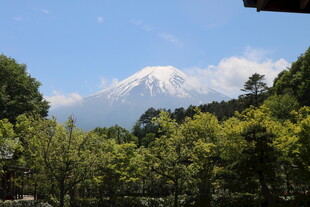 林间远眺富士山美景