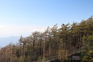 山林景致 蓝天映衬树木