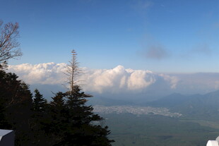 高山云海间的葱郁林木