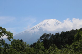 富士山美景 绿树环绕