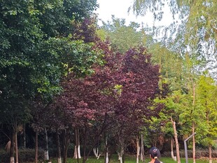 公园多彩树木景观