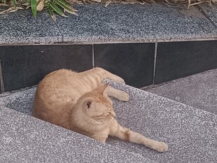 橘猫惬意躺于石阶缝隙