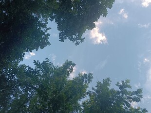 仰视绿树间的蔚蓝天空