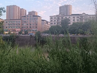 城市河畔绿植与高楼景观