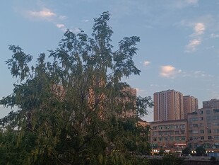 城市中繁茂树木与建筑景观
