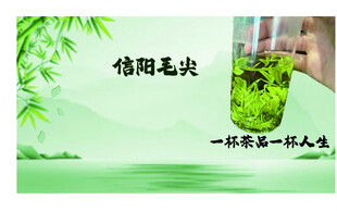 信阳毛尖