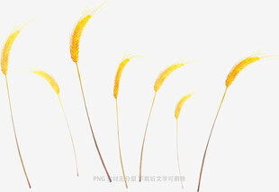 金黄狗尾草特写