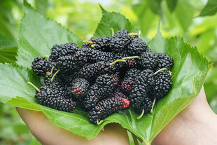 手捧新鲜的桑葚