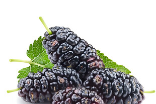 新鲜桑葚带叶特写